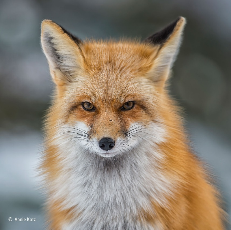 Foto: Annie Katz.